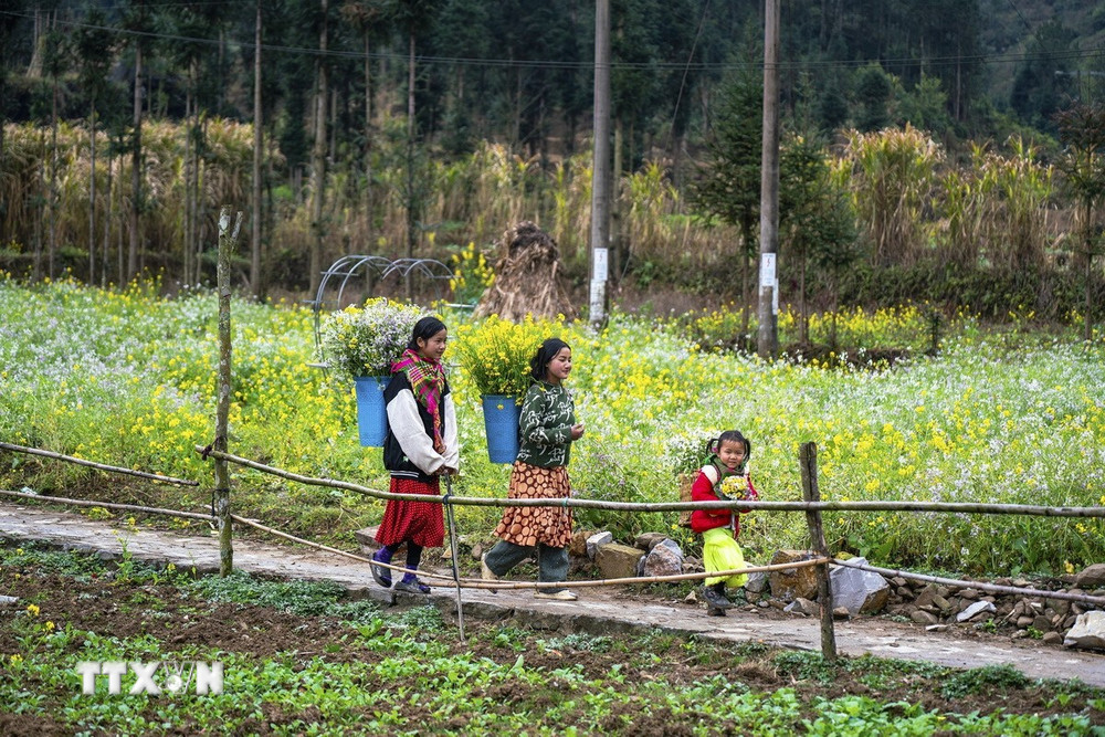 Hà Giang – Xuân trên cao nguyên đá