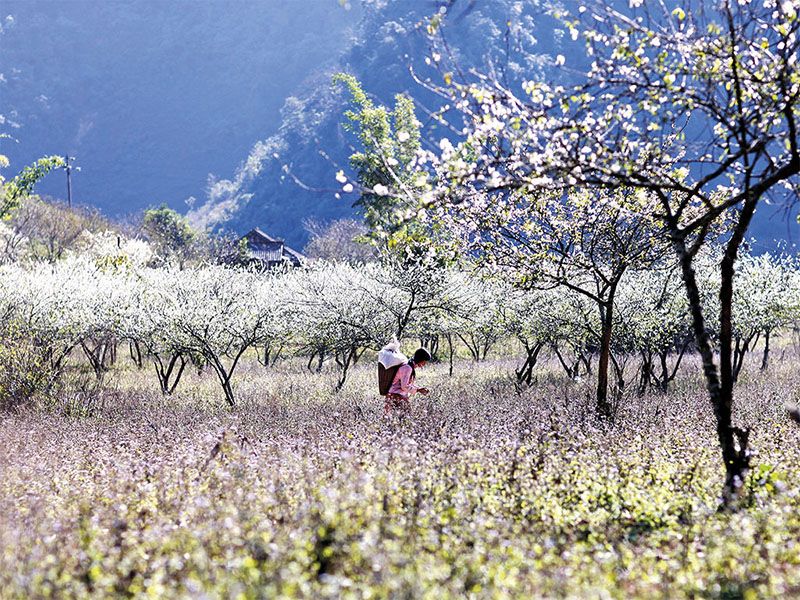 Mộc châu mùa hoa gọi xuân về